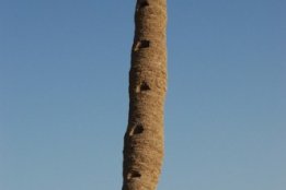 3798.jpg