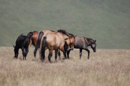 DSC_0479.jpg