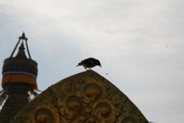 IMG_7724.jpg