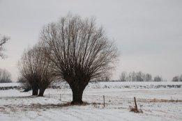 DSC_0401.jpg