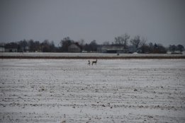 DSC_0443.jpg